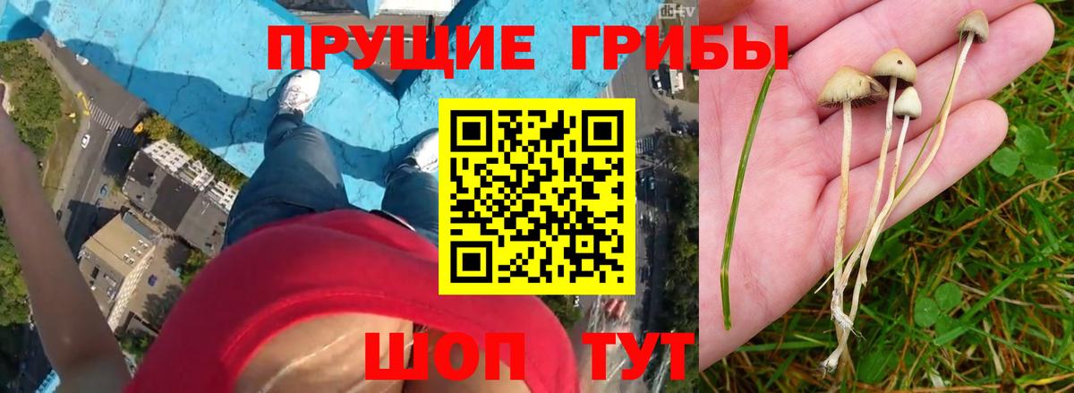 Галлюциногенные грибы GOLDEN TEACHER Одинцово